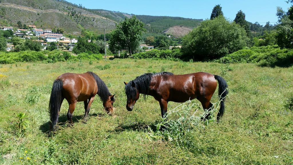 Casa De Baixo - Nature Hotel Alvoco das Várzeas 部屋 写真